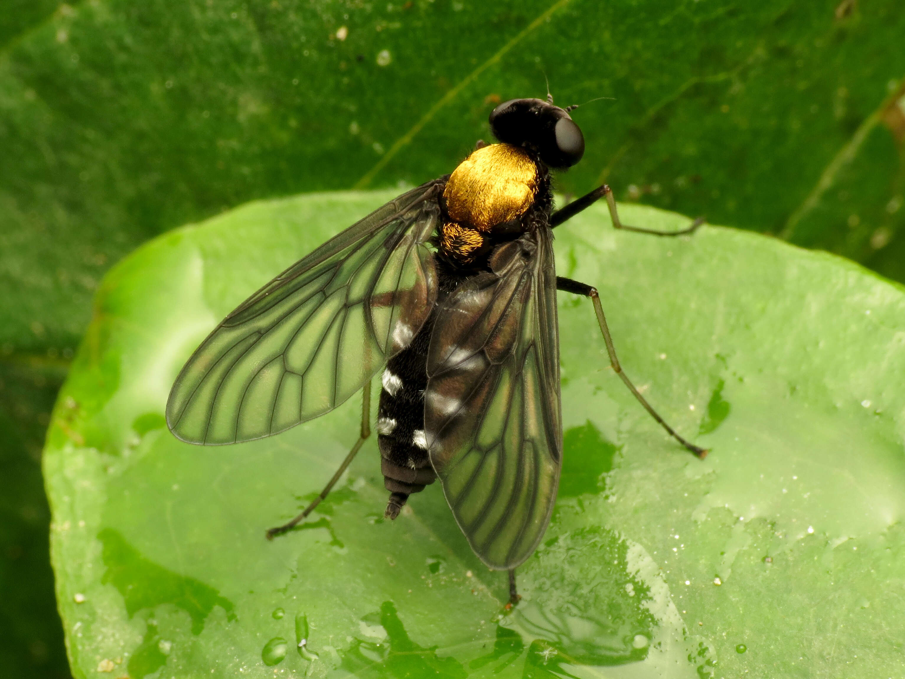 Image of Golden-backed Snipe Fly