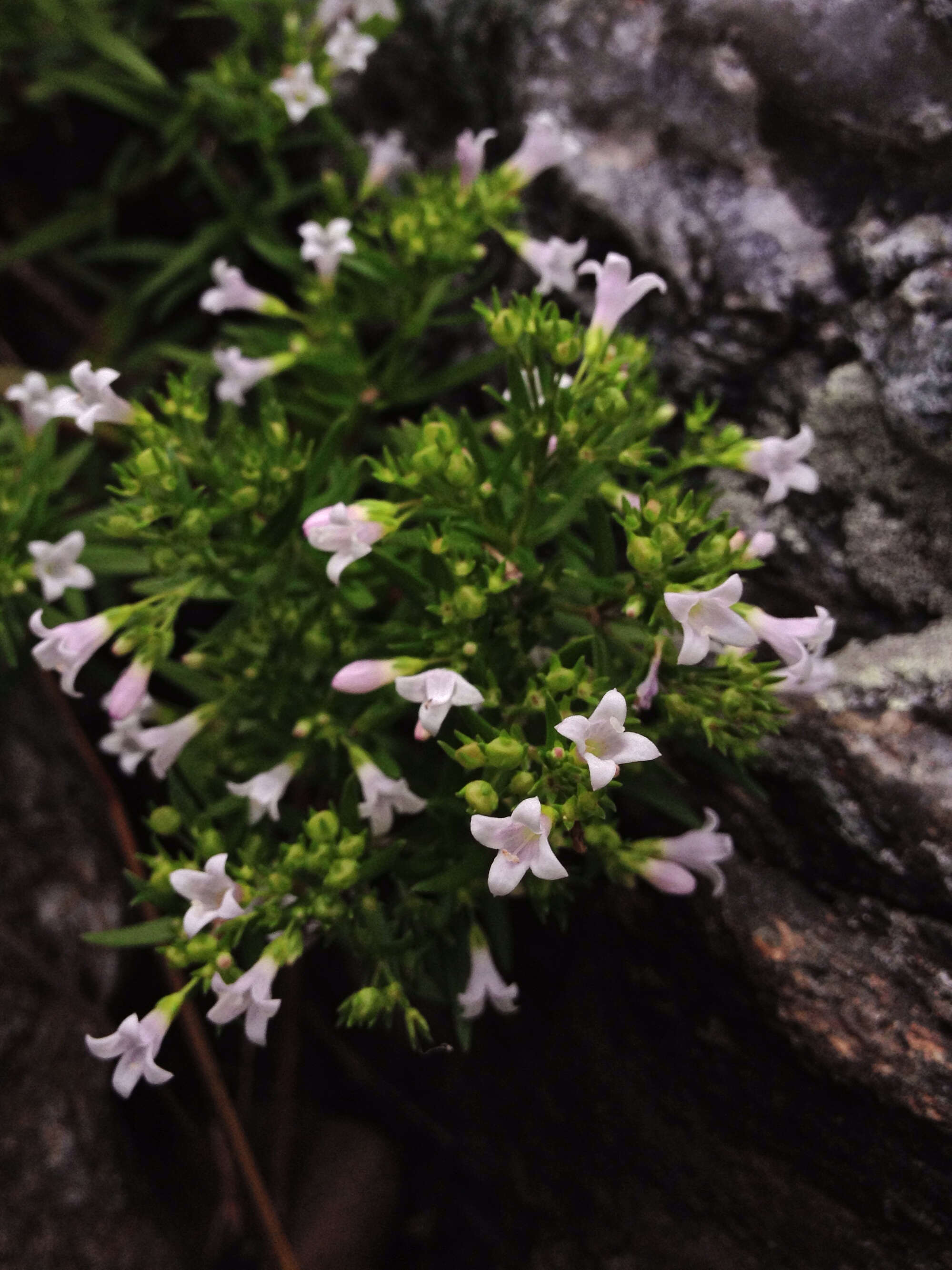 Image of longleaf summer bluet