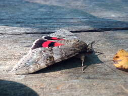 Image of red underwing