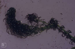 صورة Lagarosiphon major (Ridl.) Moss