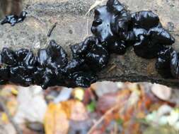 Image of Black Witches' Butter