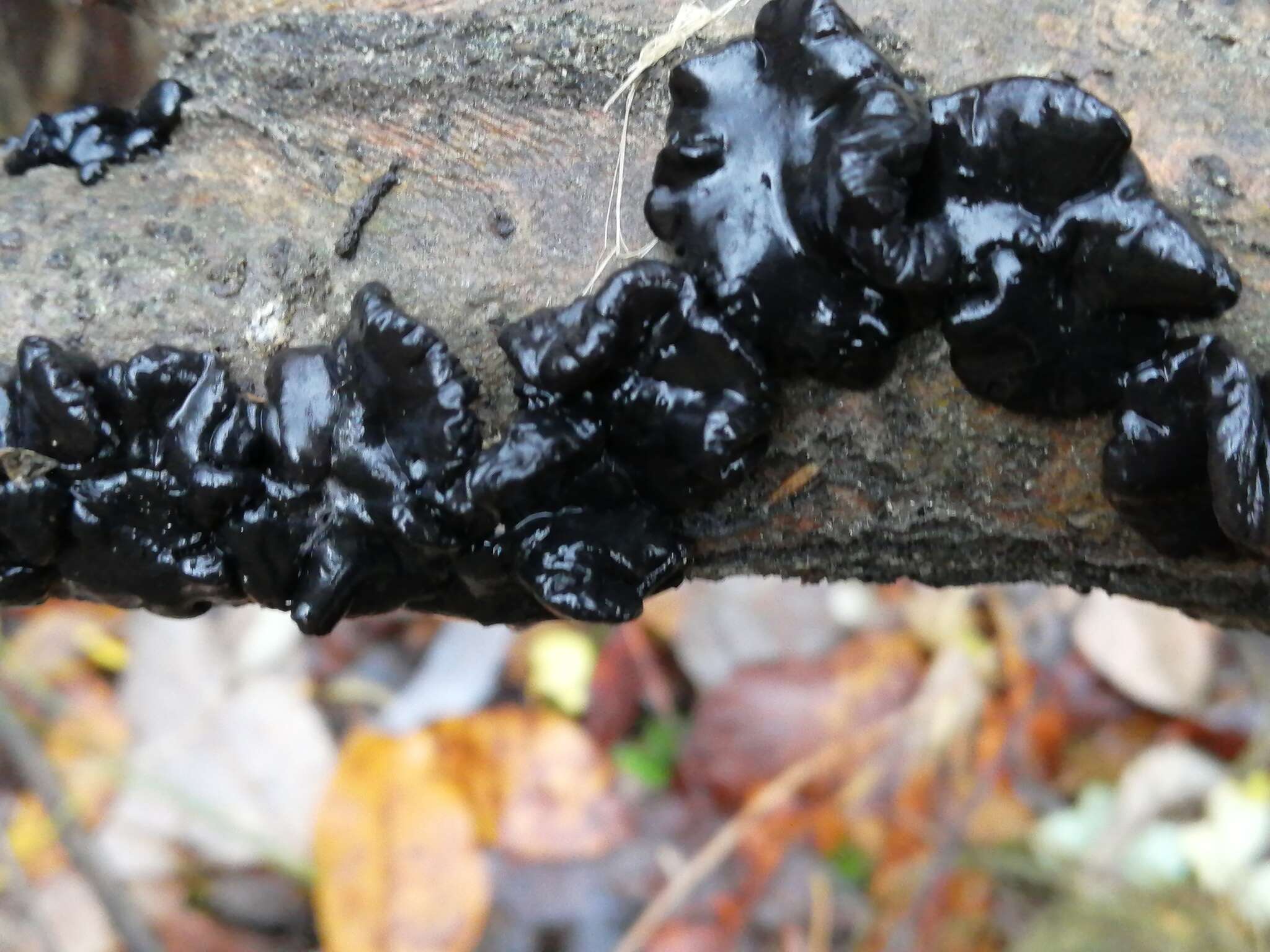 Image of Black Witches' Butter