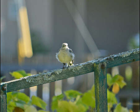 Image of Northern Mockingbird