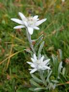 Image of edelweiss