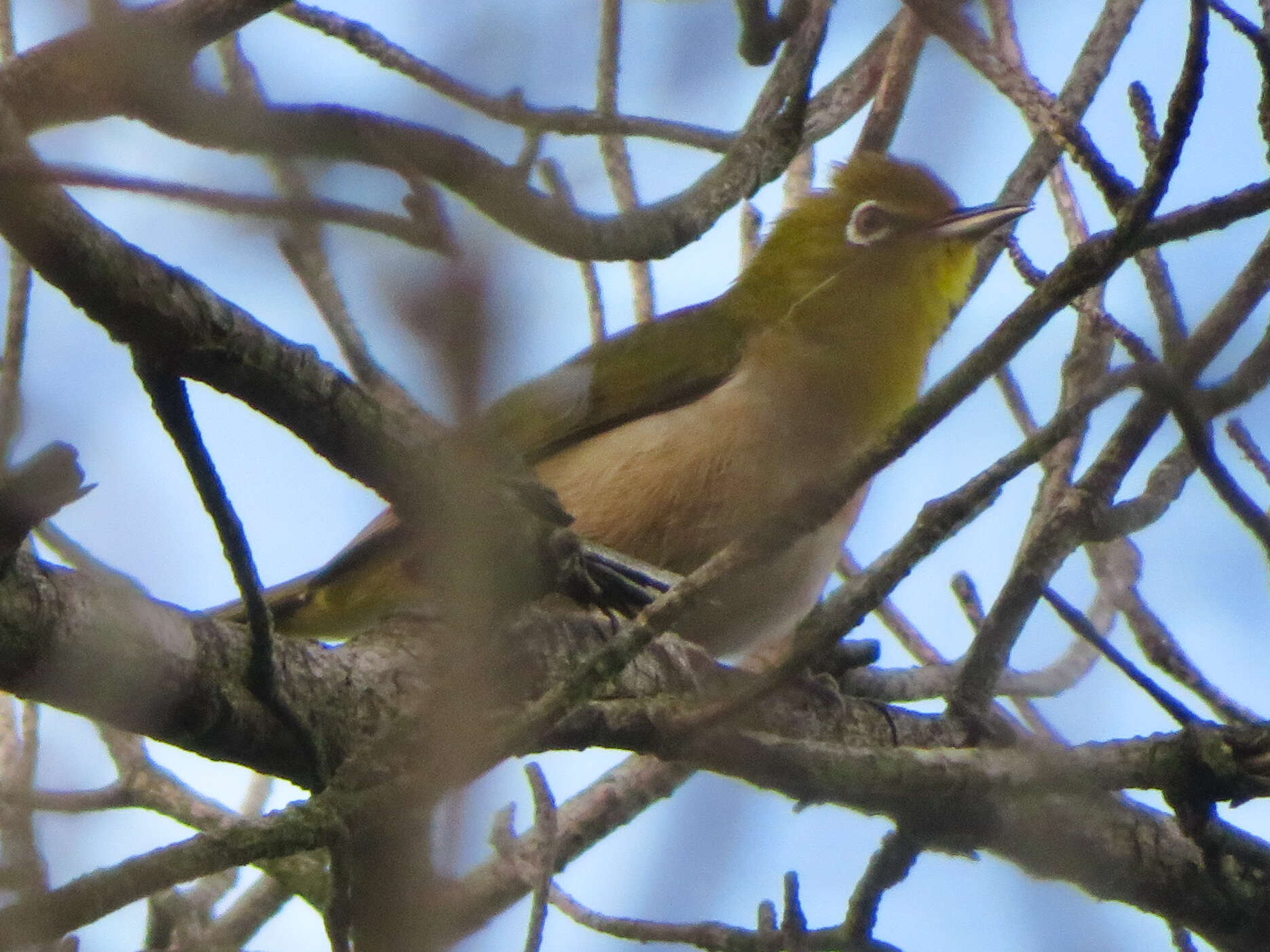 Image of Japanese White-eye