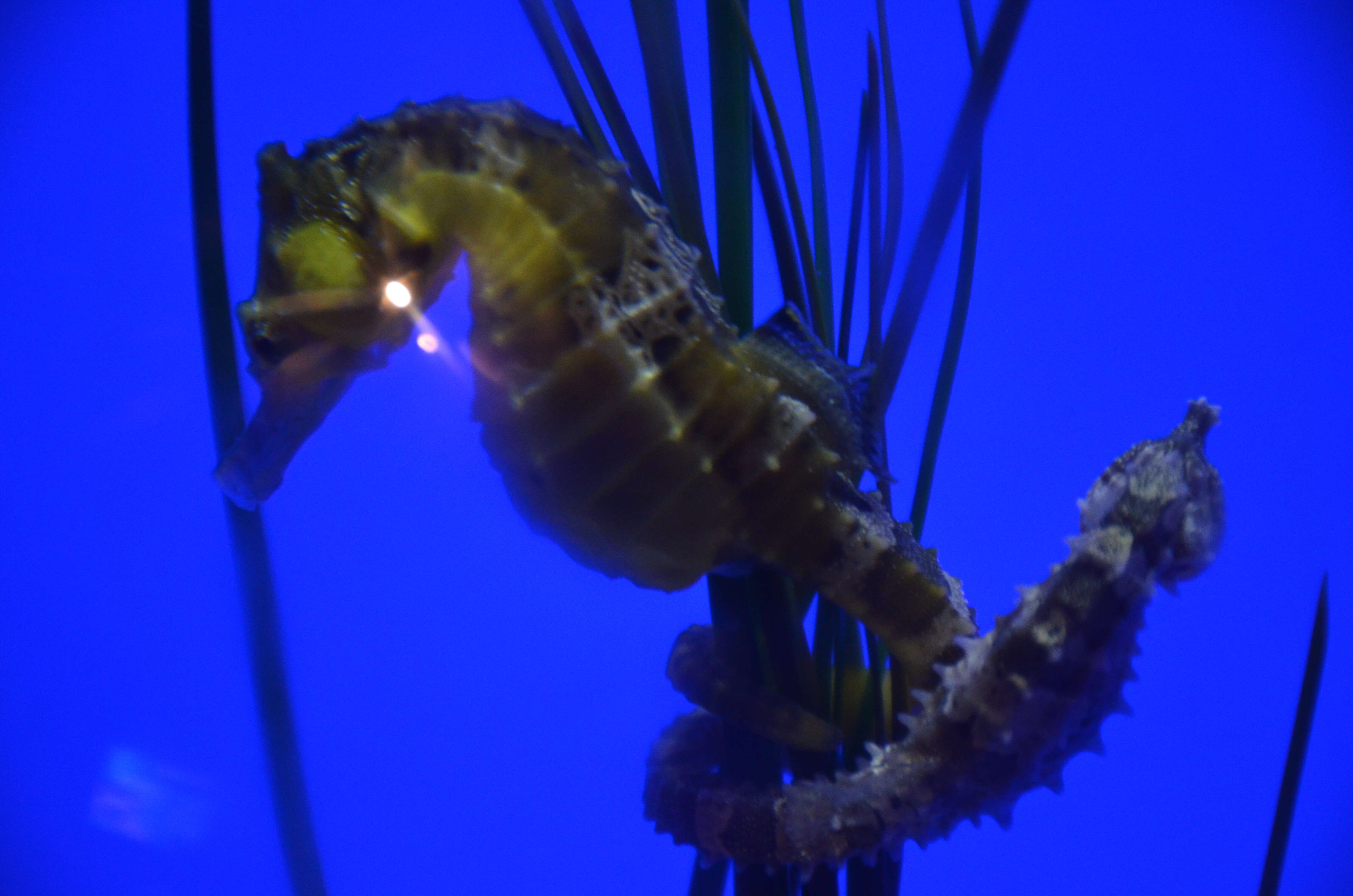 Image of Giant Seahorse