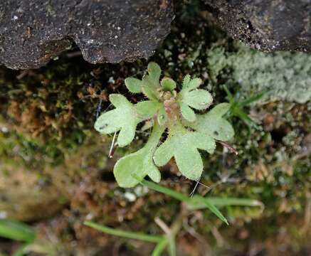 Image of nailwort