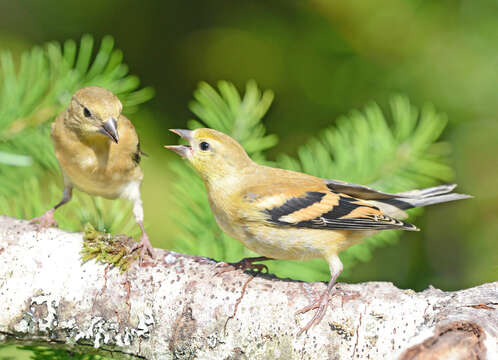 Imagem de Spinus tristis (Linnaeus 1758)