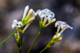 Image of squinancywort