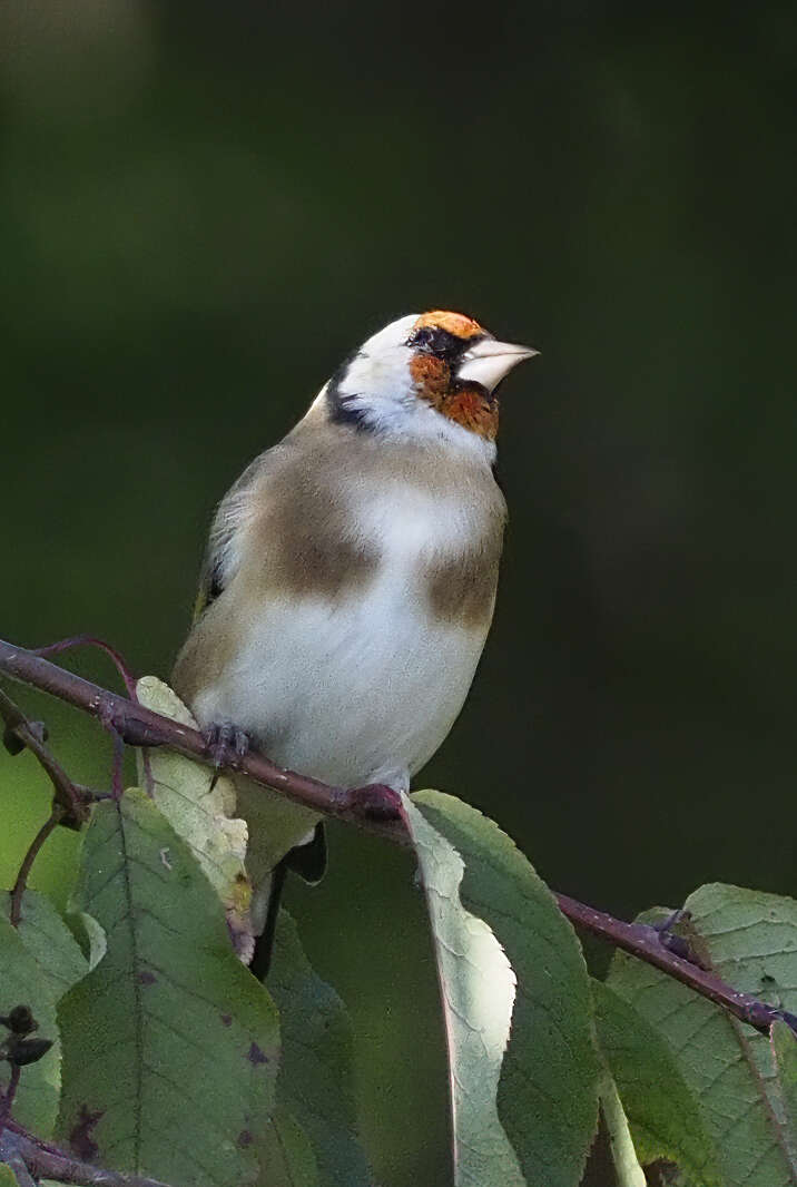 Image of European Goldfinch