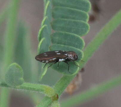 Image of Agrilus paraimpexus Hespenheide 2007