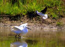 Image of Black-winged Stilt