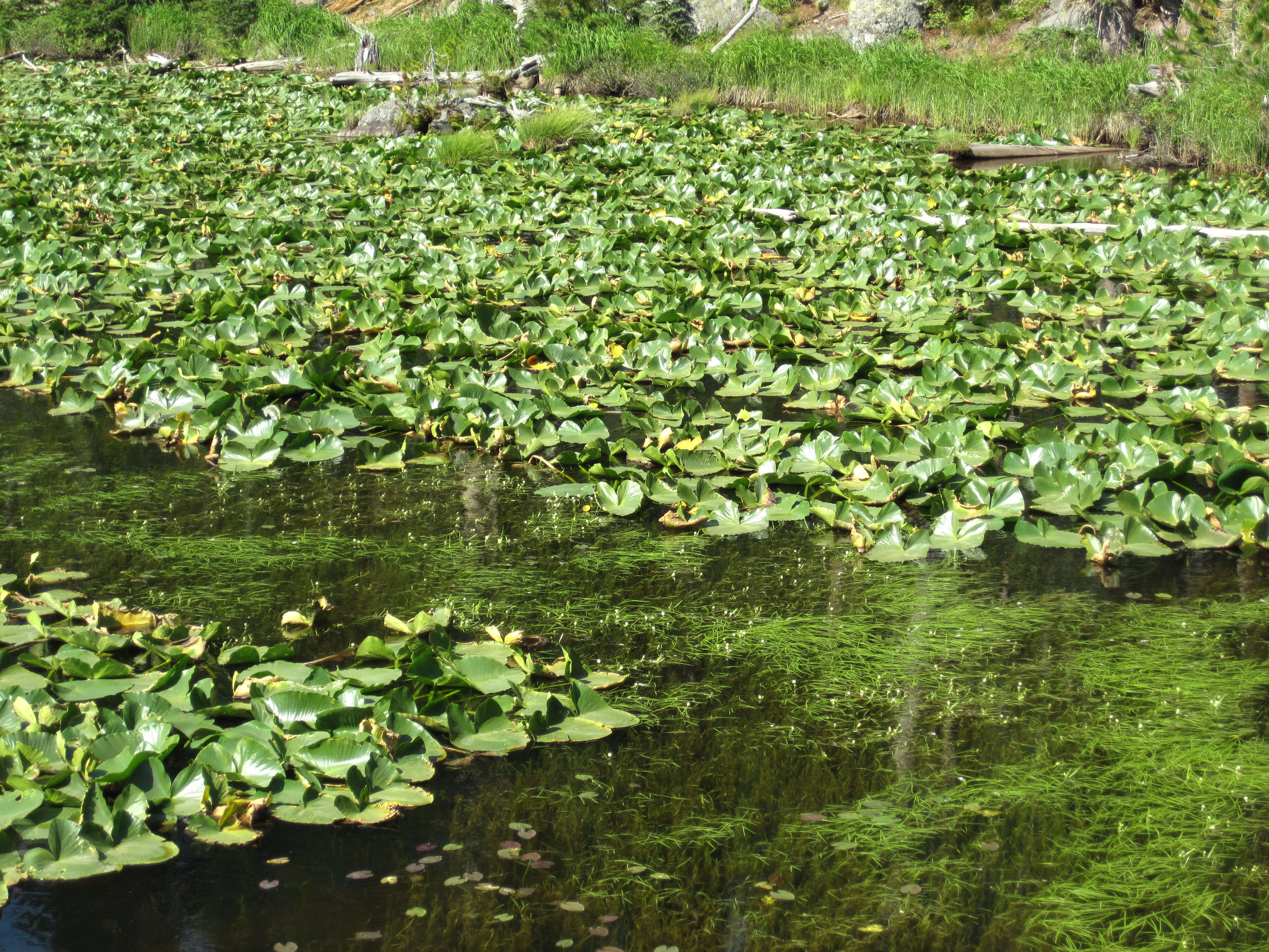 Image of waterlilies