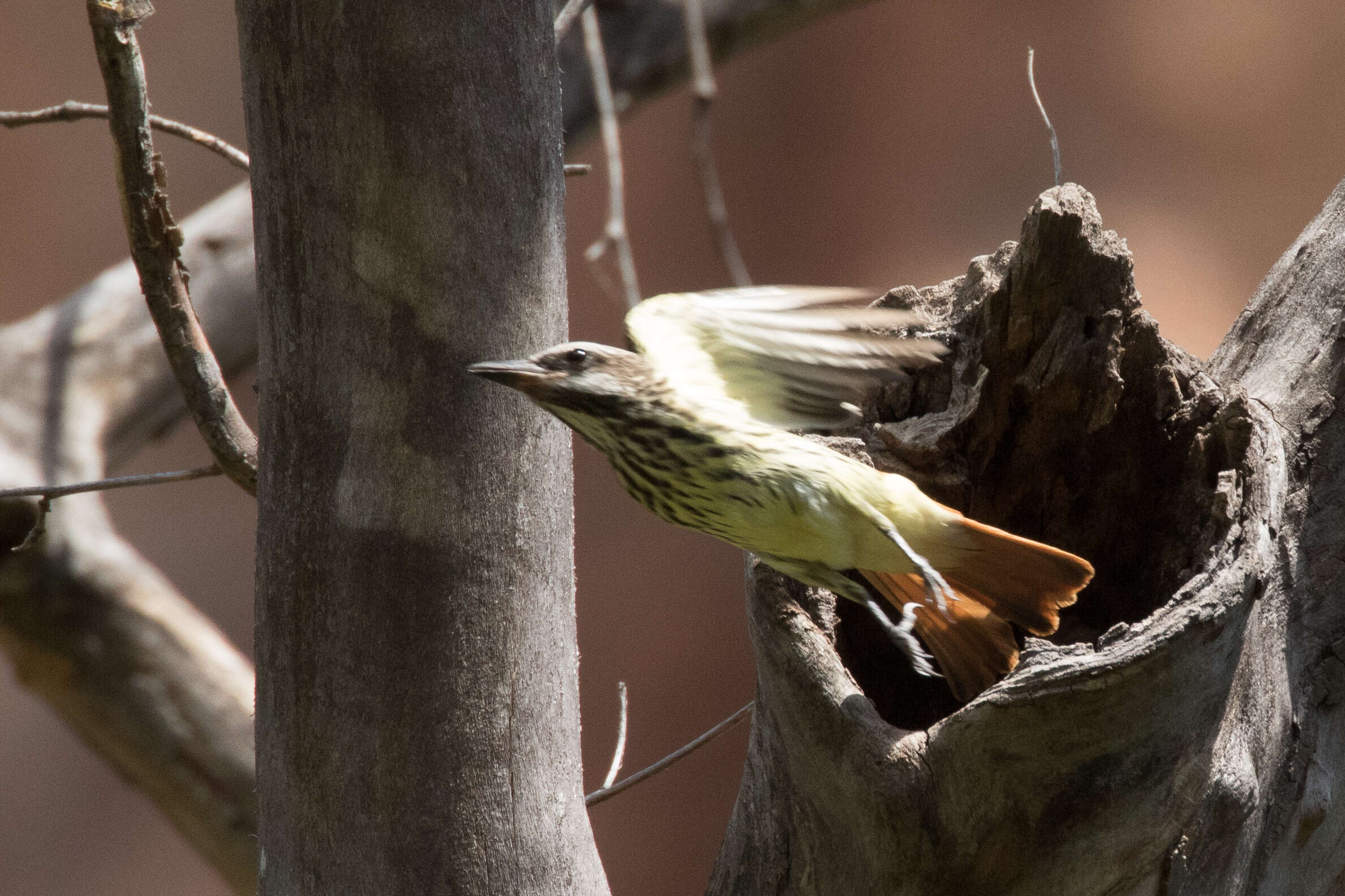 Image of Sulphur-bellied Flycatcher