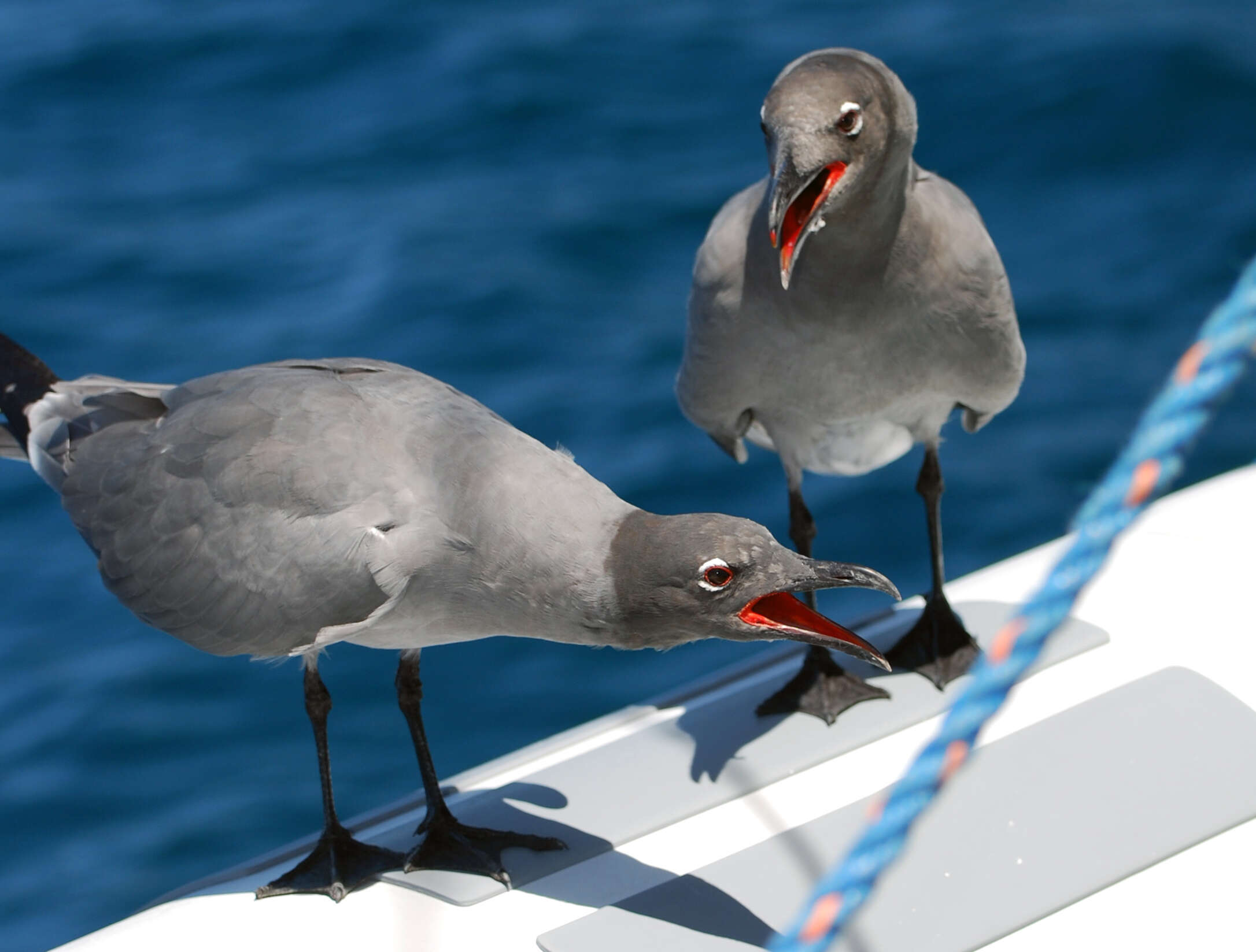 Image of Lava Gull