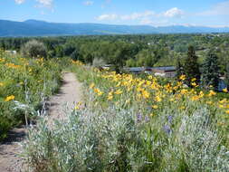 Image of oneflower helianthella