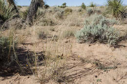 Image of mesa dropseed