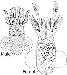 Image of Dwarf Bobtail Squid