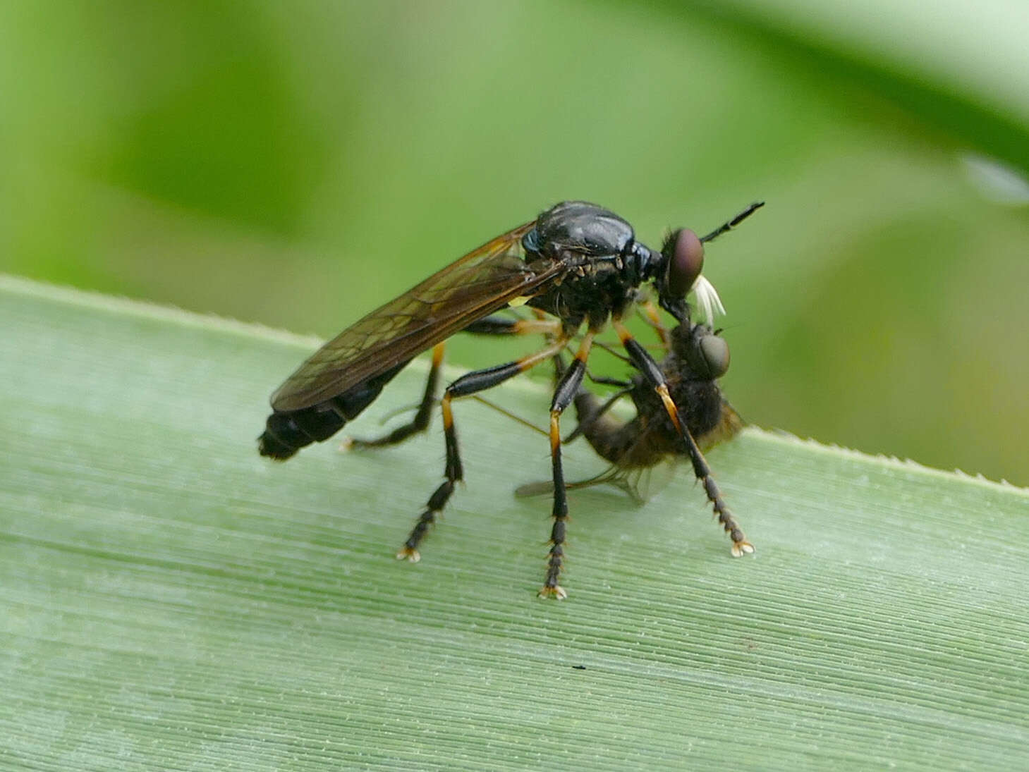 Image of Dioctria cothurnata Meigen 1820