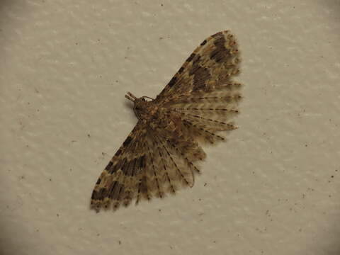 Image of twenty-plume moth