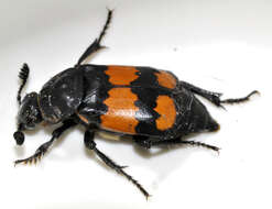 Image of Boreal Carrion Beetle