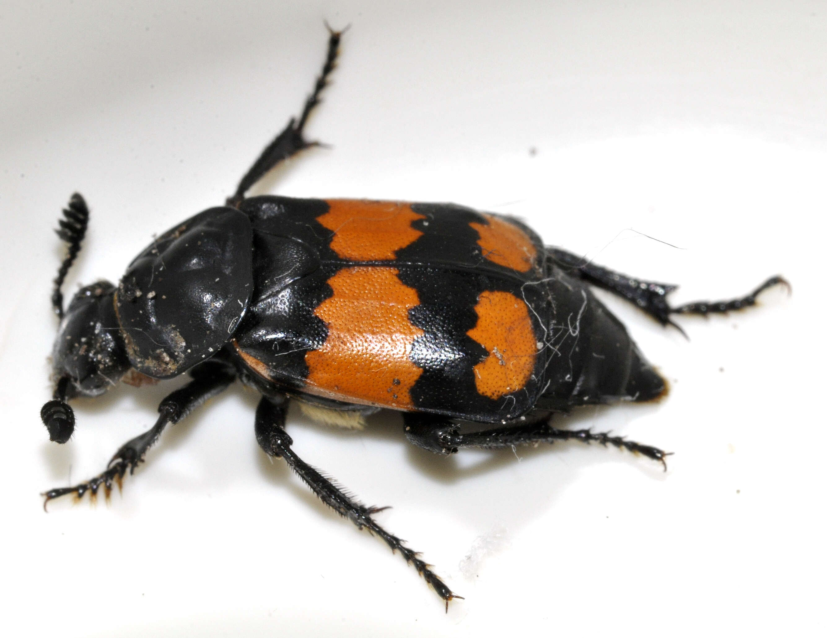 Image of Boreal Carrion Beetle