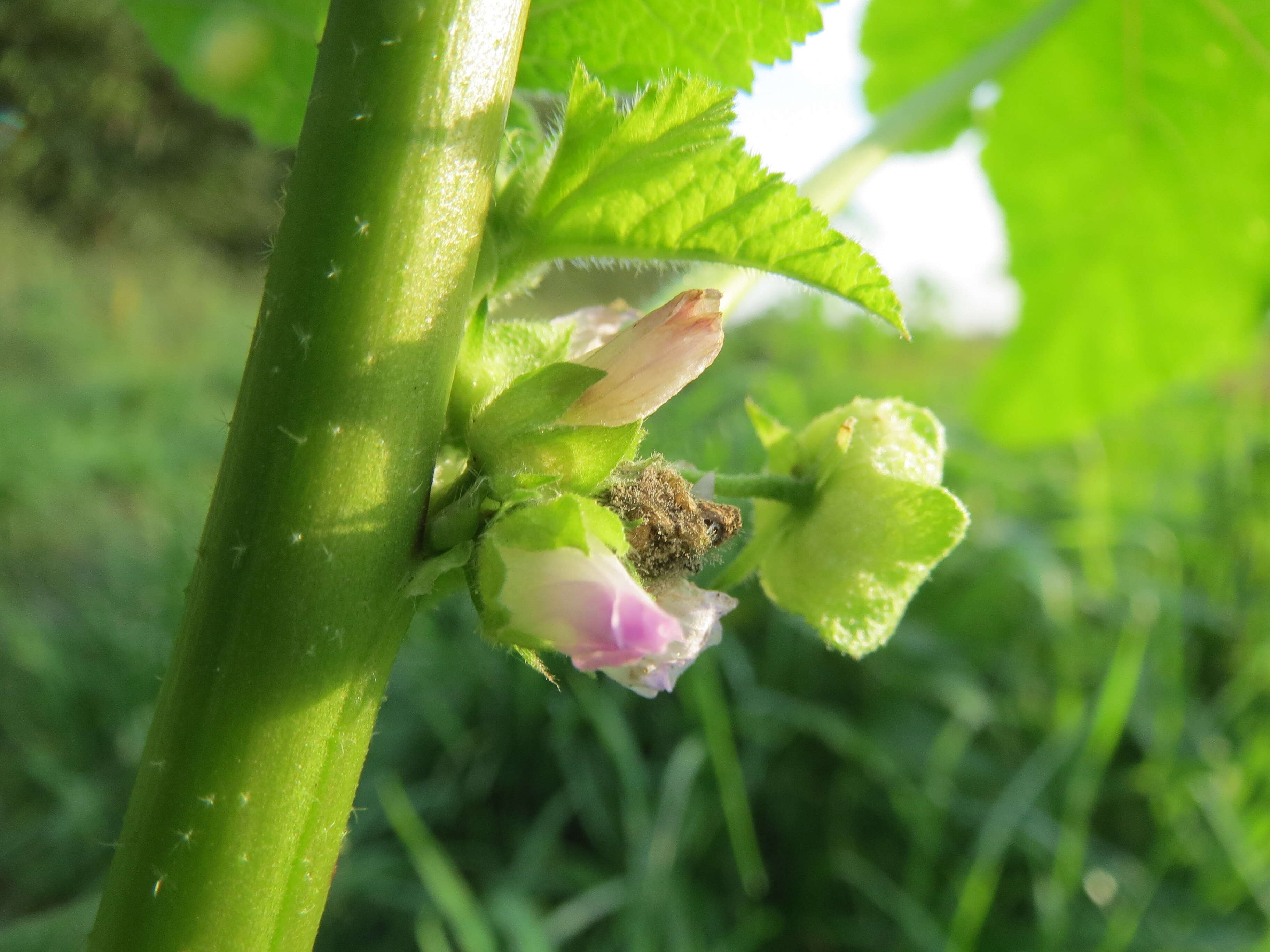 Image of cluster mallow