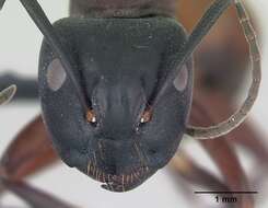 Imagem de Camponotus ligniperda