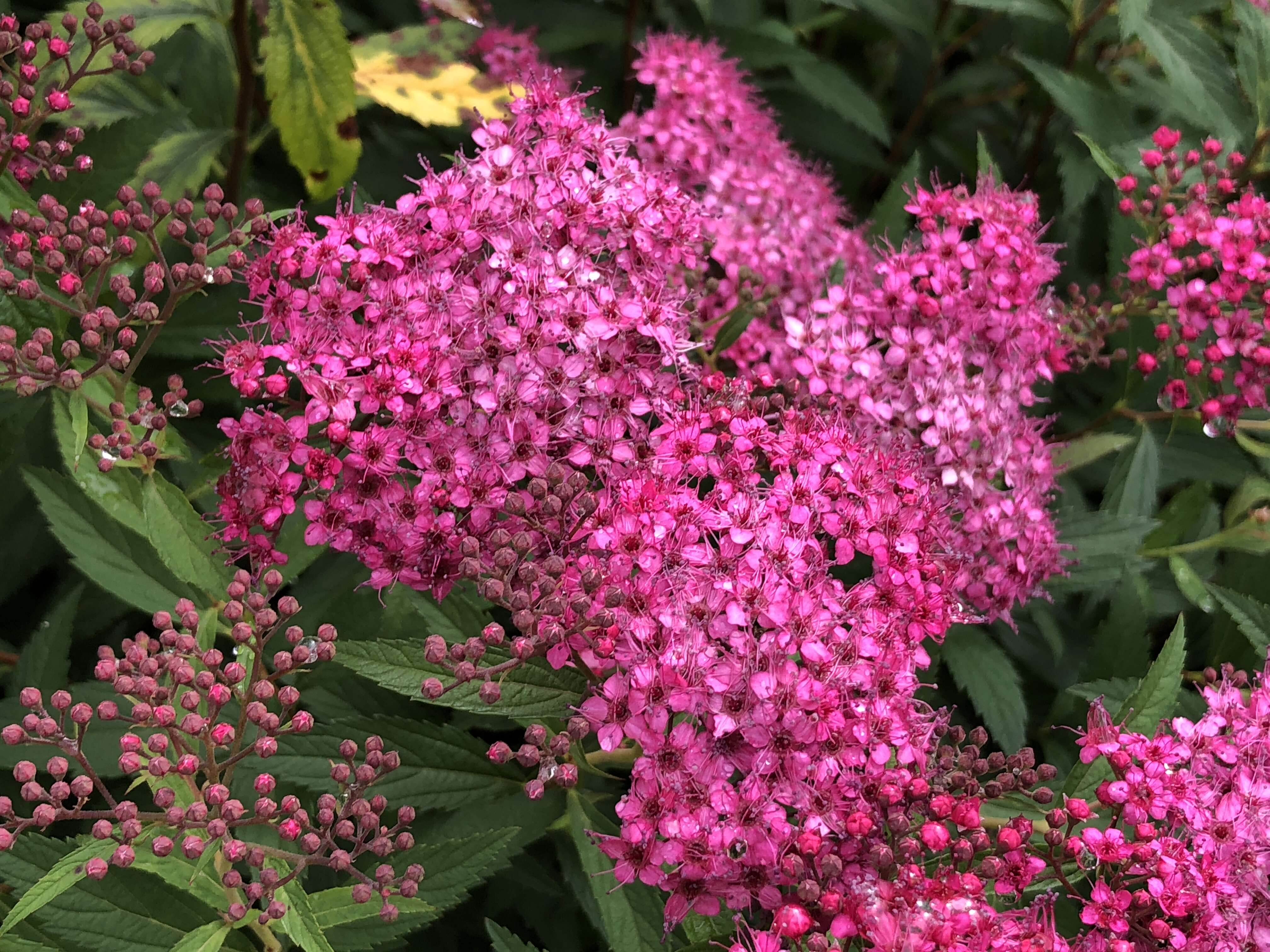 Image of Japanese meadowsweet