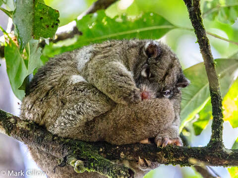 Image of Green Ringtail Possum