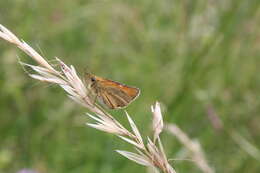 Image of small skipper