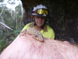 Image of Broad-tailed Gecko