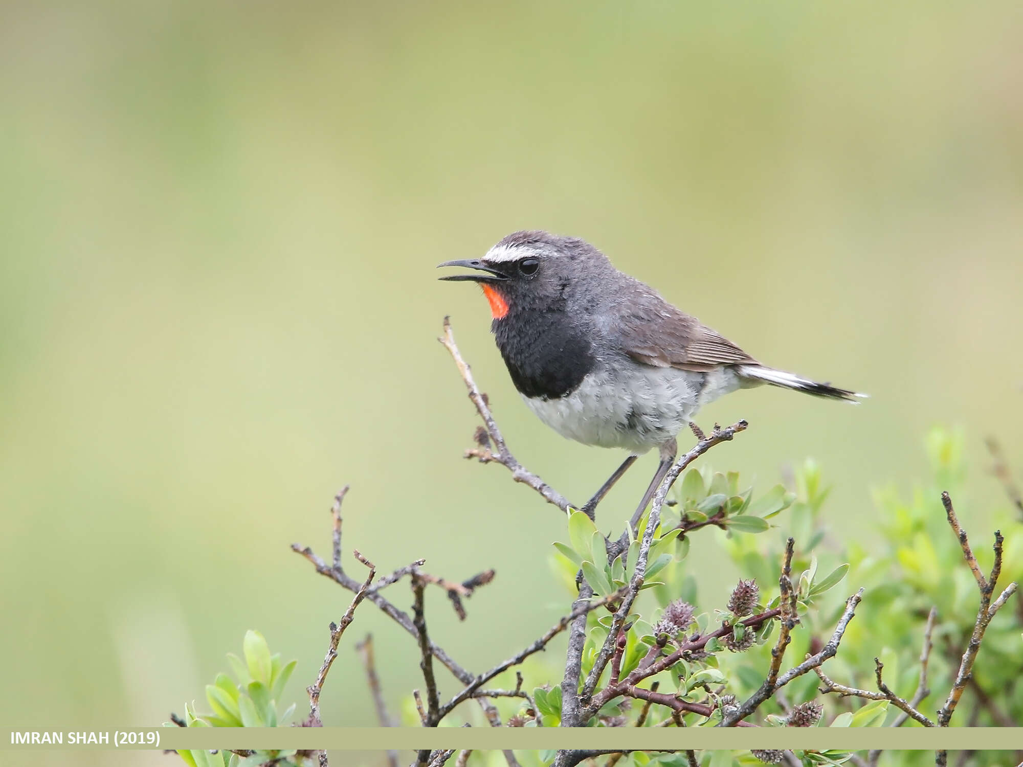 Image of Himalayan Rubythroat