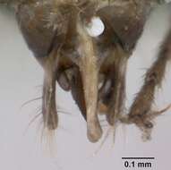 Imagem de Lasius platythorax Seifert 1991