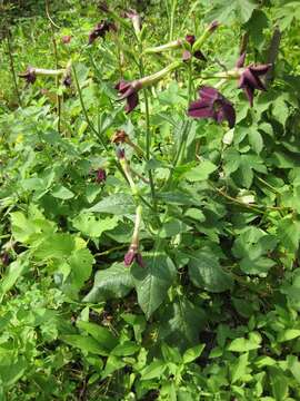 Image of Nicotiana sanderae