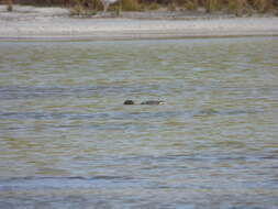 Image of Green-winged Teal