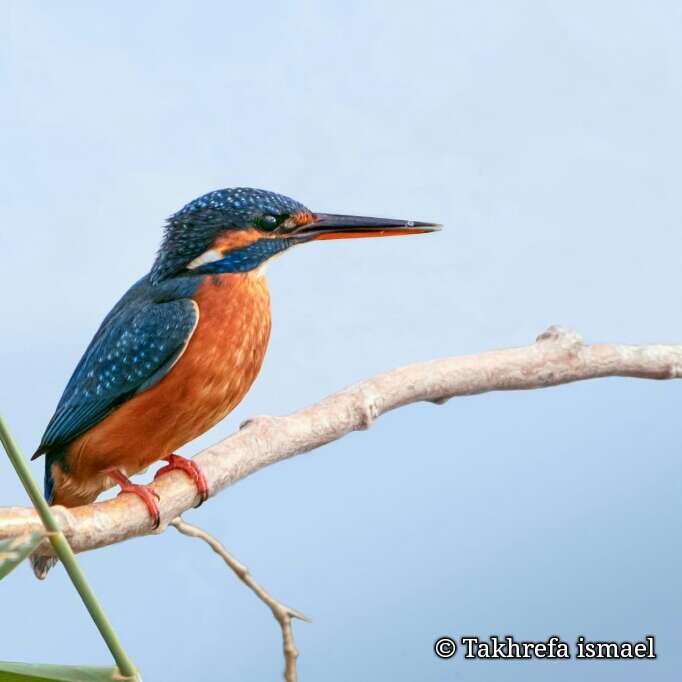 Image of Common Kingfisher