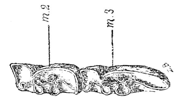 Imagem de Notohippidae