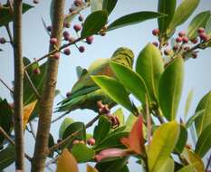 Image of Orange-chinned Parakeet