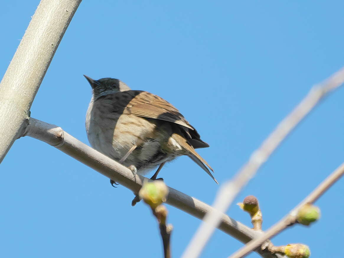 Image of Dunnock