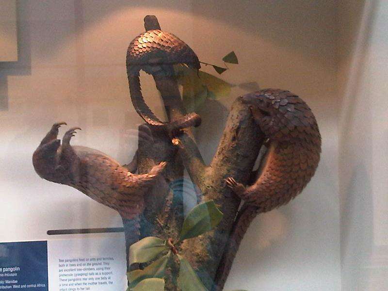 Image of tree pangolin