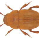 Image of Agaricophagus cephalotes Schmidt & W. L. E. 1841