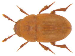 Image of Agaricophagus