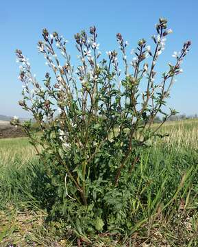 Image of Rocket salad