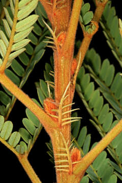 Image of African weeping-wattle