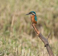 Image of Common Kingfisher