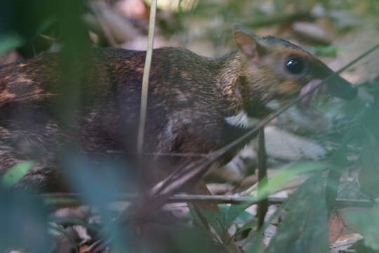 Image of Lesser Mouse-deer