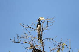 Image of Oriental Pied Hornbill