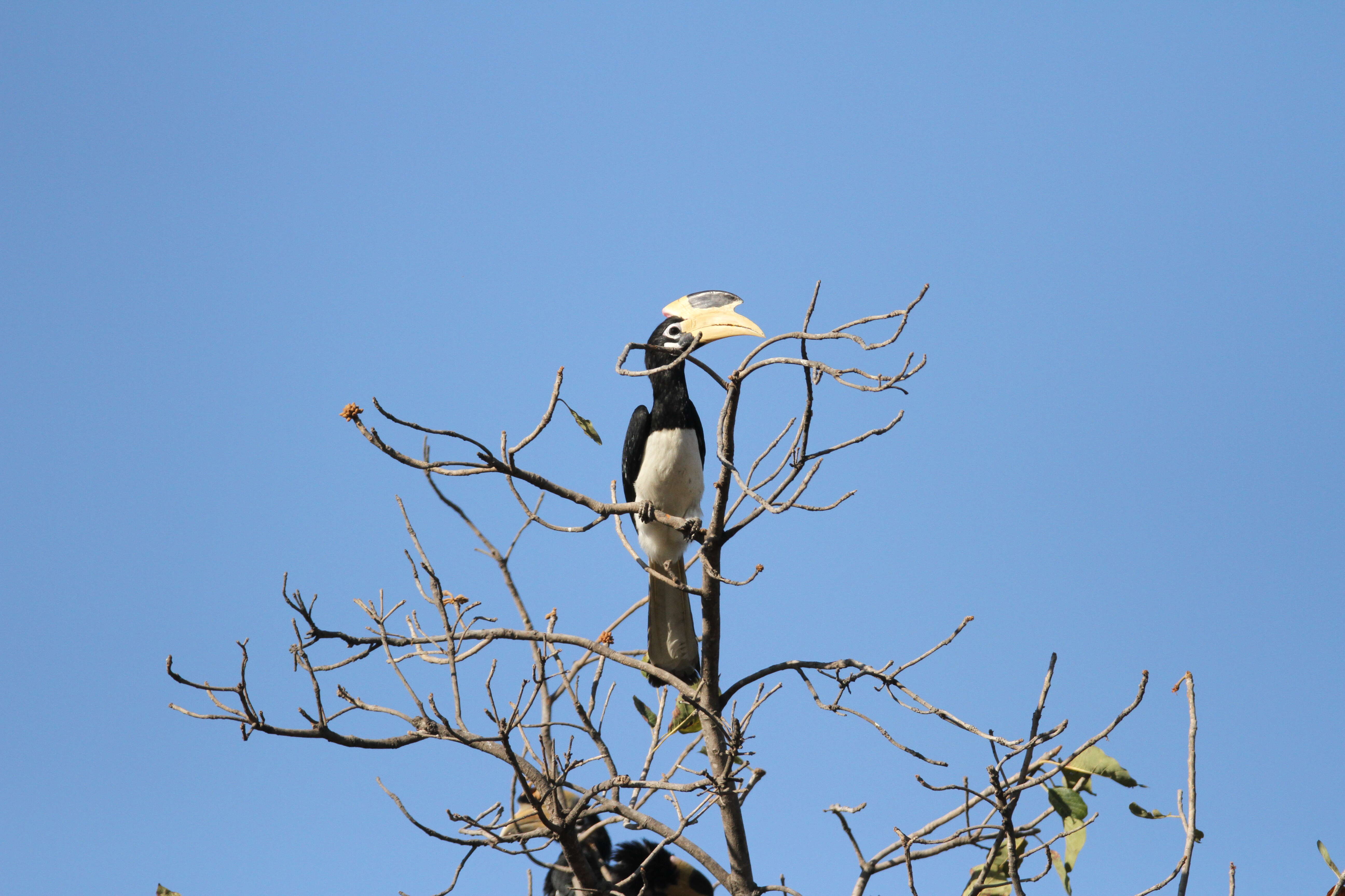 Image of Oriental Pied Hornbill