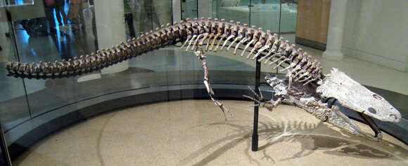 Image of Trematosauria